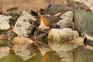 petirrojo europeo​ (Erithacus rubecula) 