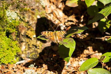 butterfly on a leaf