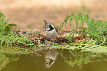herrerillo capuchino (Lophophanes cristatus) bebiendo y reflejado en la charca del bosque 