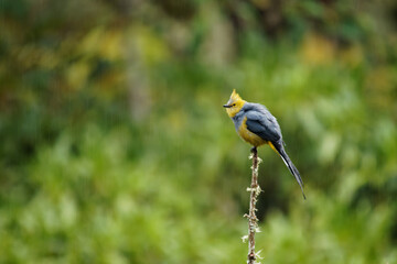 Long-tailed silky-flycatcher - Ptiliogonys caudatus passerine bird in the mountains of Costa Rica and Panama, thrush-sized species related to waxwing, grey and yellow crested bird sitting in the rain