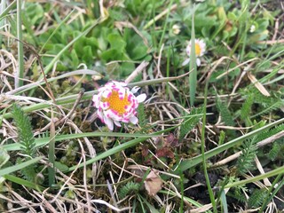 flowers in the grass