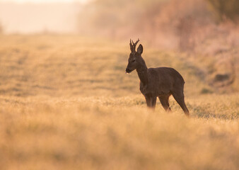 Roe deer in golden morning light