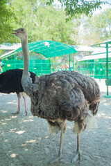 three ostriches stand near the fence. The background is blurred