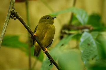 Orange-collared Manakin - Manacus aurantiacus  passerine bird in the manakin family, endemic...