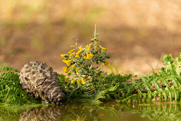 paisaje de campo reflejado en el estanque del bosque 