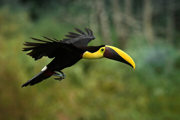 Yellow-throated (Black-mandibled) Toucan - Ramphastos ambiguus  is a large toucan in the family Ramphastidae found in Central and northern South America. Flying black and yellow bird in the forest