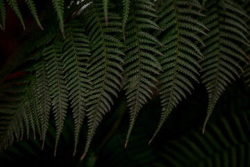 fern leaves