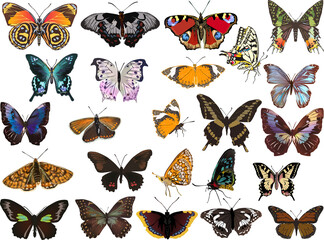twenty four color butterflies isolated on white