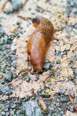 Nana Slug