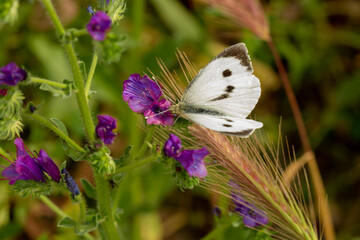 mariposa blanca posada sobre una flor violeta 