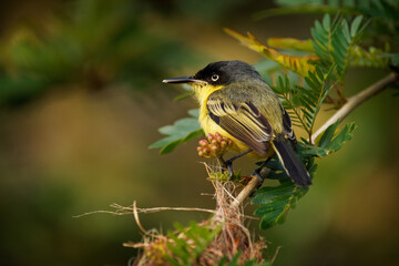 Common Tody-flycatcher - Todirostrum cinereum small yellow passerine bird in the tyrant flycatcher family next to nest, from southern Mexico to northwestern Peru, eastern Bolivia and southern Brazil