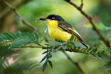 Common Tody-flycatcher - Todirostrum cinereum small black and yellow passerine bird in the tyrant flycatcher family building the nest, southern Mexico to northwestern Peru, Bolivia and southern Brazil