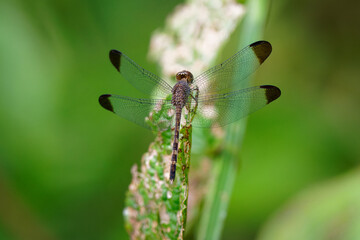 Common Woodskimmer - Uracis imbuta, also known as tropical woodskimmer, dragonfly sitting on the plant with the green bacckground in Costa Rica, Central America, is a species from the genus Uracis