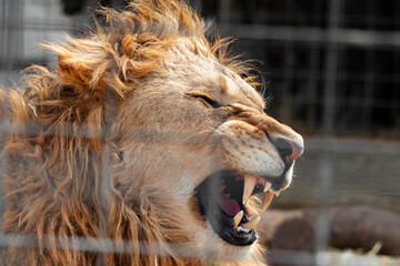 An angry lion who growls a cage shot through a fence sits behind a prison devoid of freedom and will and aggressively shows teeth and fangs. Close-up of wild animal showing aggression.