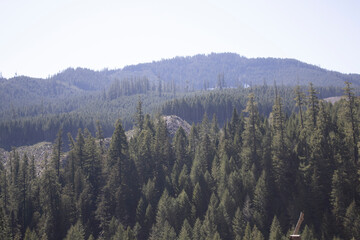 forest in the morning