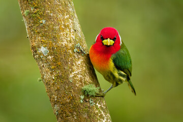 Red-headed Barbet - Eubucco bourcierii colorful bird in the family Capitonidae, found in humid highland forest in Costa Rica and Panama, Andes in western Venezuela, Colombia, Ecuador and Peru