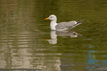 gaviota patiamarilla​ (Larus michahellis) nadando en el estanque del parque 