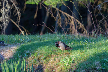 Wood Duck