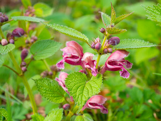 Lamium orvala, known as balm-leaved archangel blooming in its natural habitat. Red wild flower in the meadow.