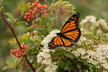 mariposa monarca en un arbusto con flores blancas 