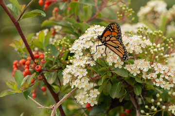 mariposa monarca en un arbusto con flores blancas 
