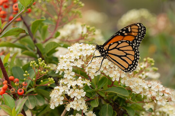mariposa monarca sobre un arbusto con flores blancas