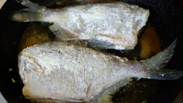 Food photography of a snapper fish being cooked in a non stick fry pan on a stove in a kitchen setting. freshwater fish fried in a pan