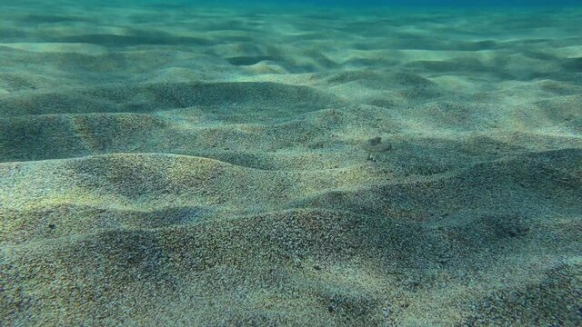 Wide-eyed Flounder (Bothus podas) lies in sandy shallow water, then slowly swims and leaves the frame. Mediterranean.