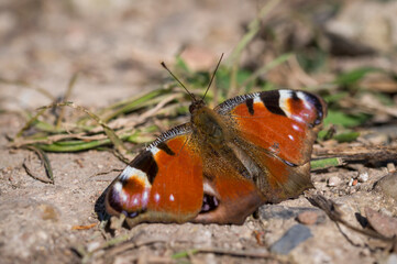 Butterfly sitting on the ground