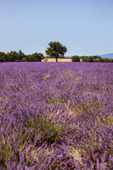 Obraz premium Lavender Field In South Of France