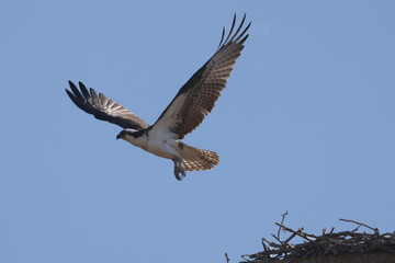 Osprey (fish hawk) flying high above nest with mate, fixing nest, fishing or mating on beautiful early spring day against bright blue sky