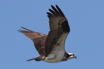 Osprey (fish hawk) flying high above nest with mate, fixing nest, fishing or mating on beautiful early spring day against bright blue sky