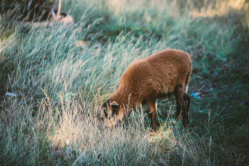 SHEEP OF THE BARRIGA NEGRA BREED, GRAZING WITH THEIR CHILDREN IN THE FIELD