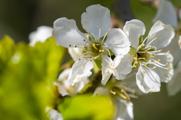 Fototapeta premium Sakura cherry blossom blooms, close up photo
