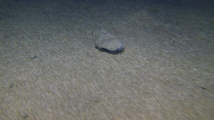 Common cuttlefish (Sepia officinalis) swims leisurely over a sandy bottom, then sinks to the bottom next to a similar object and buries itself in the sand. Mediterranean.