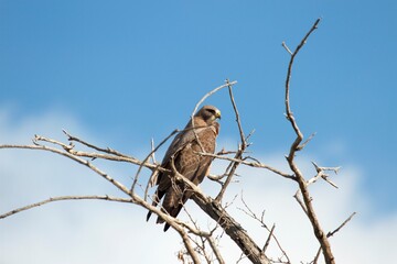 red tailed hawk perched on a branch