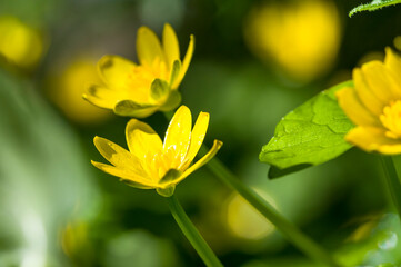 Caltha palustris (Kingcup, Marsh Marigold) , in the morning in the grass, close up