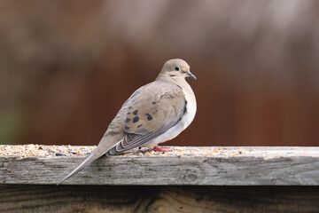 Mouning dove resting on fence