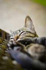 little cat