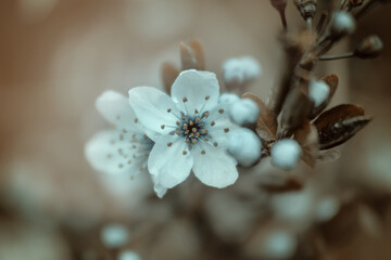 Kwiaty wiśni (Cherry blossom), sezon wiosenny w ogrodzie - obrazy, fototapety, plakaty