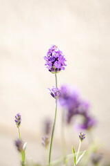 Obraz premium Lavendel