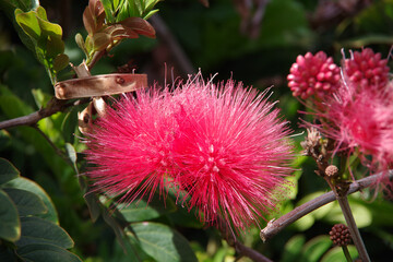 Flower of a Calliandra Haematocephala or Red Powderpuff Tree