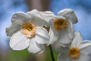 Obraz premium Daffodil Flower Closeup, spring time