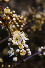 White prunus flowers blooming in spring. Flower on a twig with yellow pestles on a dark background.