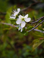 White prunus flowers blooming in spring. Flower on a twig with yellow pestles on a green background.