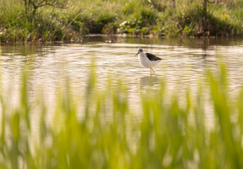 Himantopus himantopus 
in a small puddle in the morning