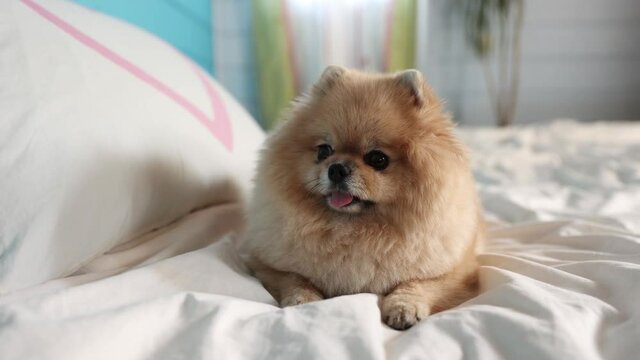 Portrait of a young orange pomeranian spitz sitting on bed