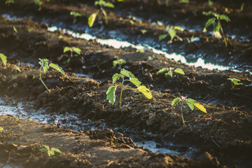 PLANTATION OF EGGPLANTS IN THE OPEN SKY IN ITS FIRST STAGE