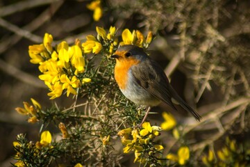 robin in the grass Scotland wildlife
