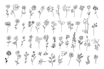 Hand drawn elements. Botanical elements for design.